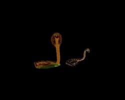 Had (Indický a kobra) 214